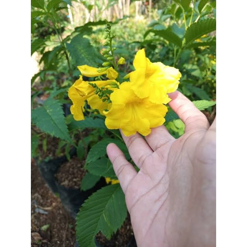 Tanaman hias tecoma stan bunga kuning, bibit tekomaria