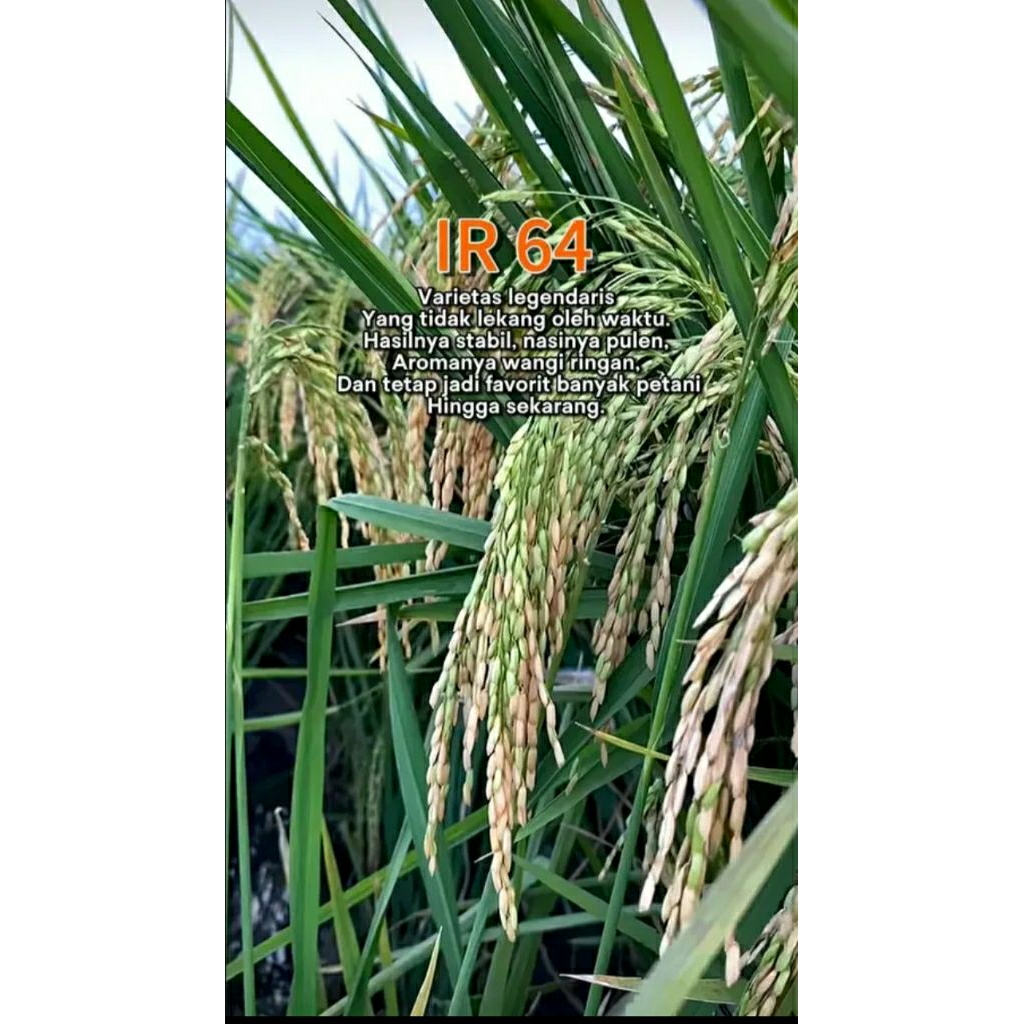 BENIH PADI IR 64 ( 1KG )