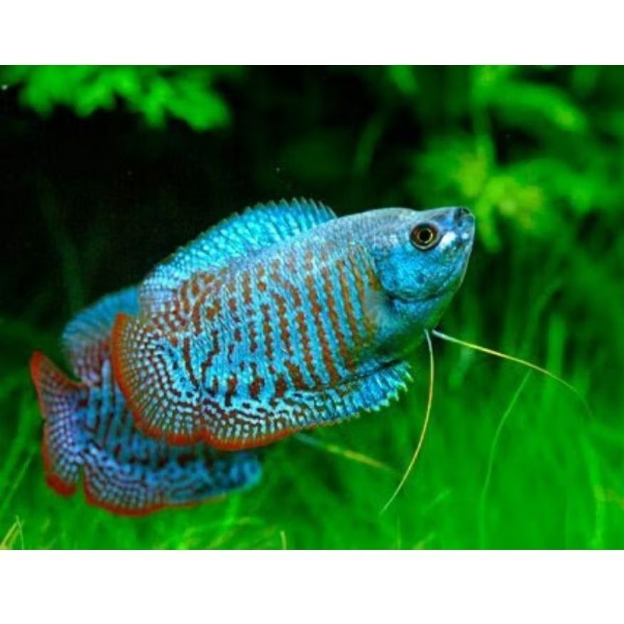 Blue Electric Dwarf Gourami 3-4cm - Ikan Aquascape
