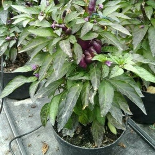 2 Benih Biji Cabe Hias PURPLE CANDLE LIGHT