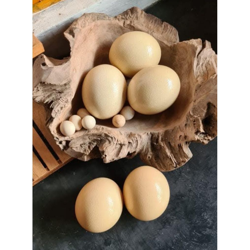 TELUR BURUNG UNTA ASLI PALING MURAH