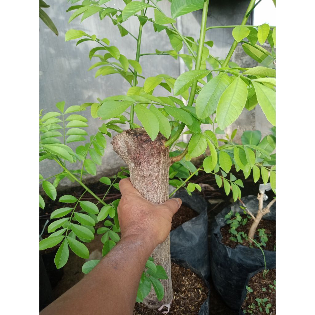 bonsai kedondong merah batang jumbo