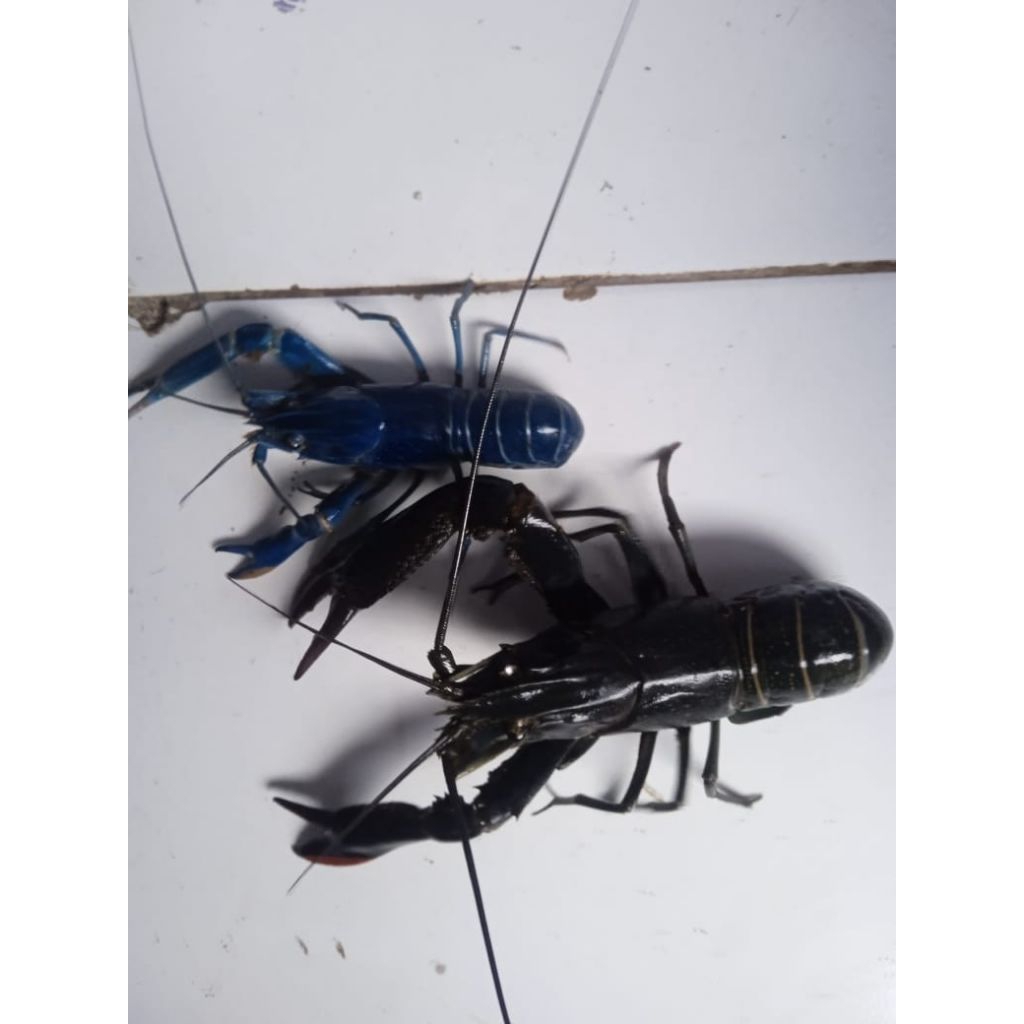 spasang bibit super lobster air tawar