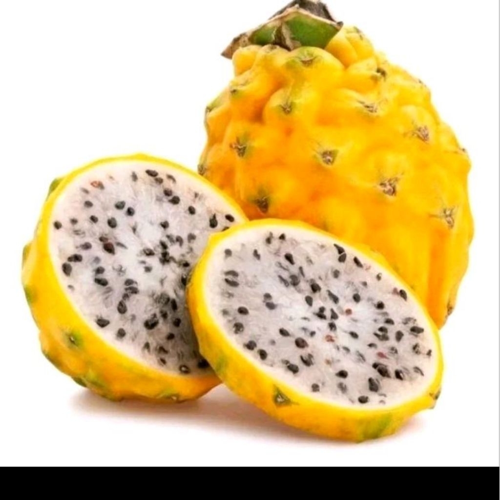 Biji benih buah naga kuning keemasan premium