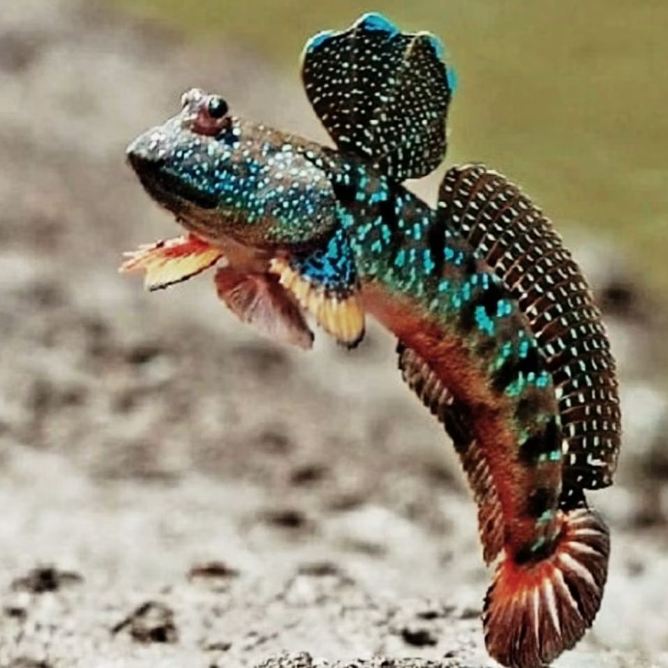 Ikan Glodok Ikan Hias Lucu Unik Aquarium Paludarium