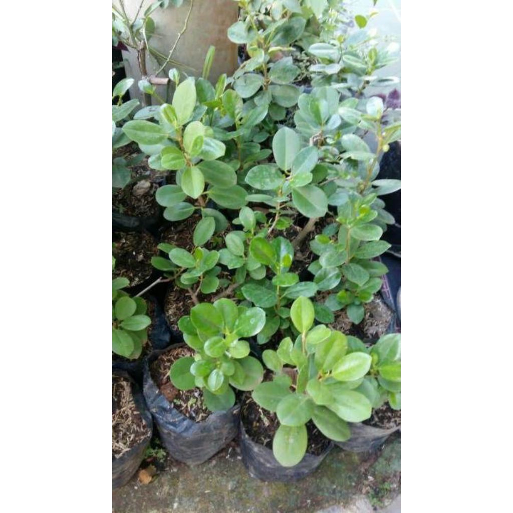 Tanaman hias beringin dolar micro mangkok bahan bonsai tinggi (-+ 50cm)