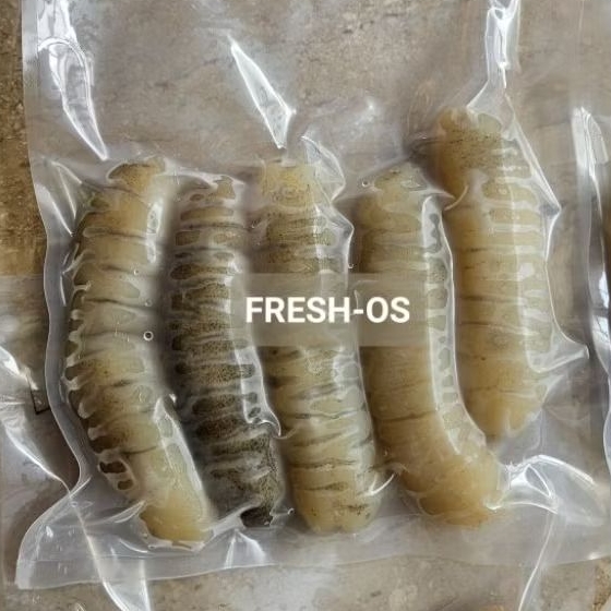 teripang bersih hai som haisom hoisom hoisem teripang tripang basah frozen belitung bersih langsung 