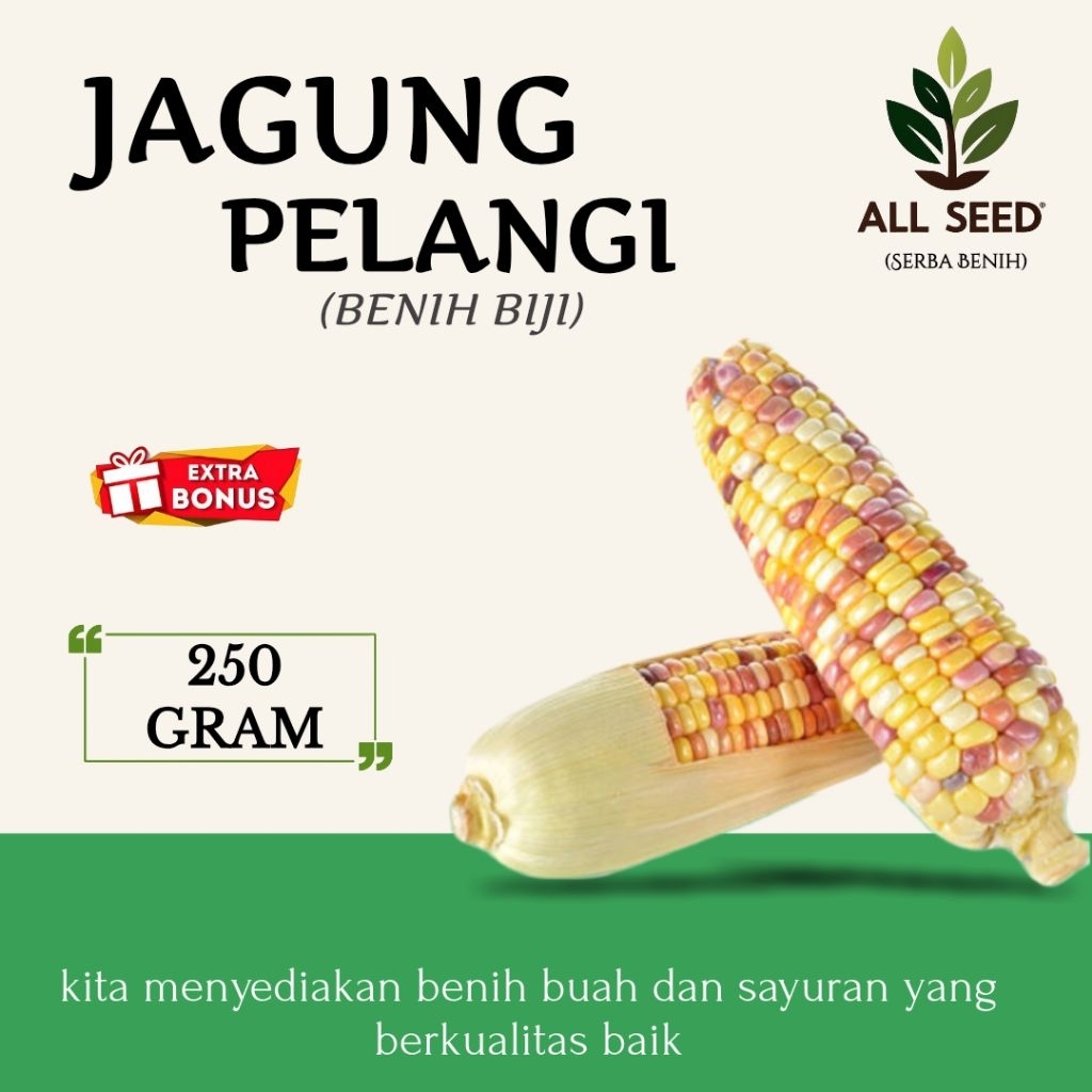 ( 250 gram ) Benih jagung pelangi | bibit biji jagung pelangi | rainbow | jagung pelangi