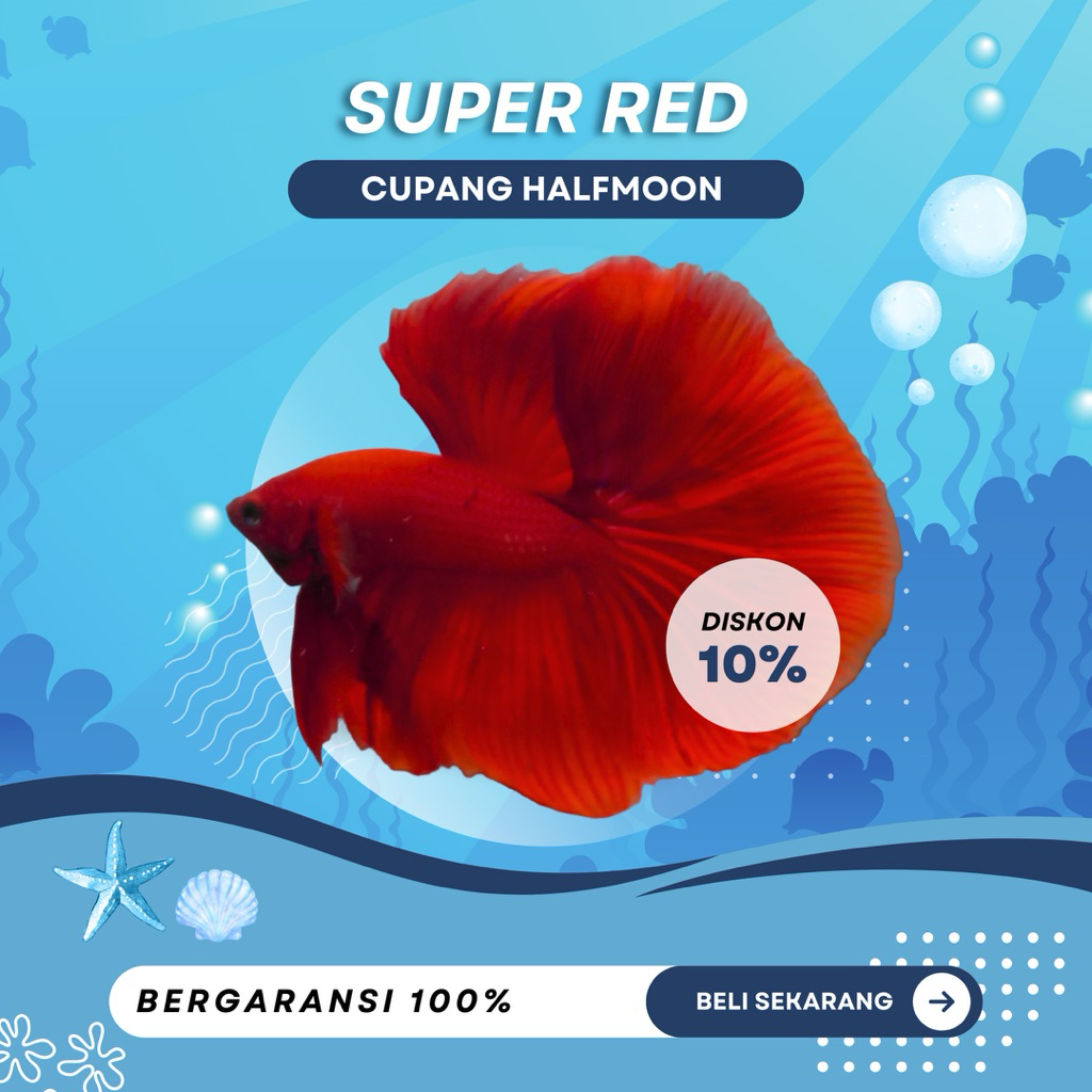 [HM] Cupang Halfmoon Super Red | IKAN HIAS | MURAH | TOP GRADE | LUCU | SIZE M+