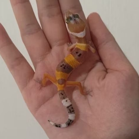 Custom Order Gecko SHTCT ( TANG 25-10 )