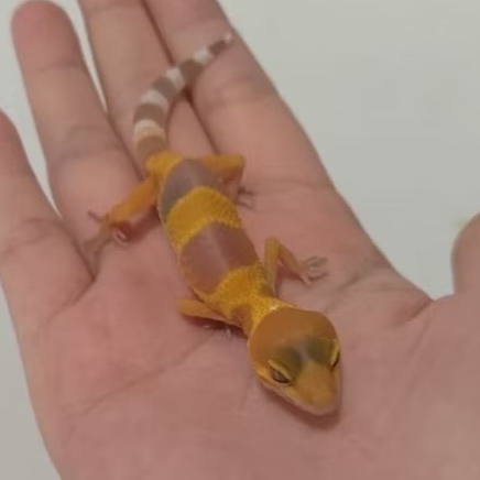 Custom Order Gecko Sunglow ( SUN 25-10 )