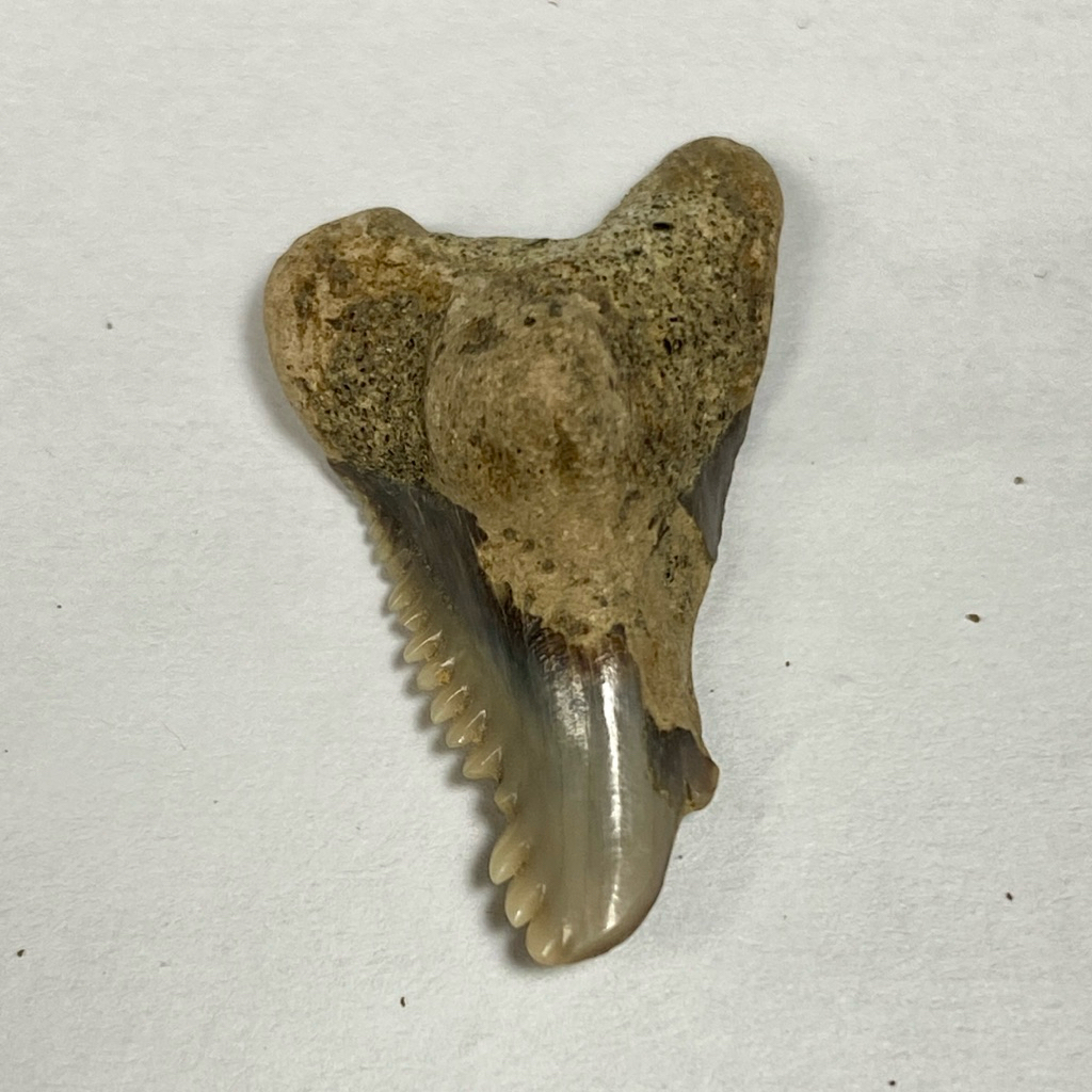 Fosil Gigi Hiu - Fosil batu Gigi Hiu - Shark Tooth