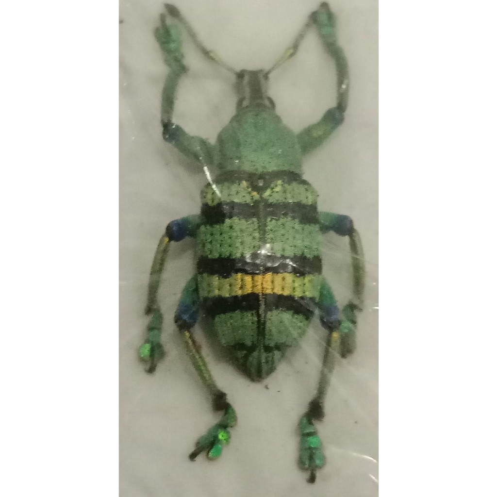 awetan serangga asli eupholus