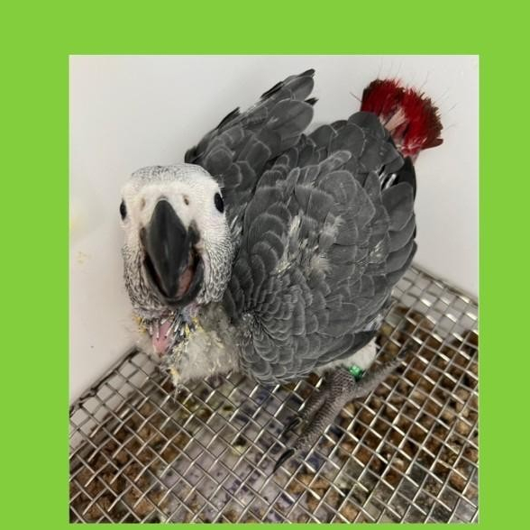 Alas Stainless Tatakan Baby Anakan Burung Macaw Conure Falk Kakatua