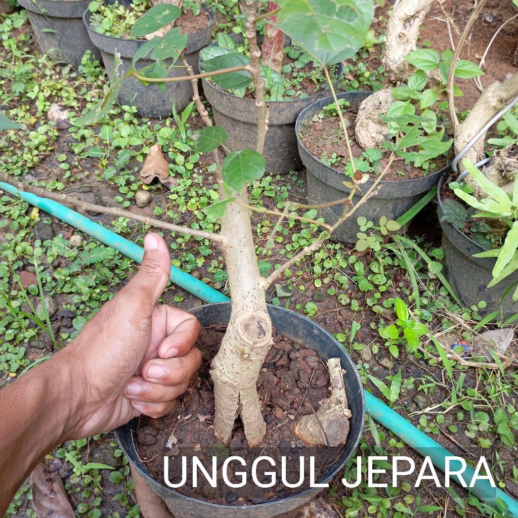 BONSAI WARU RED PANAMA