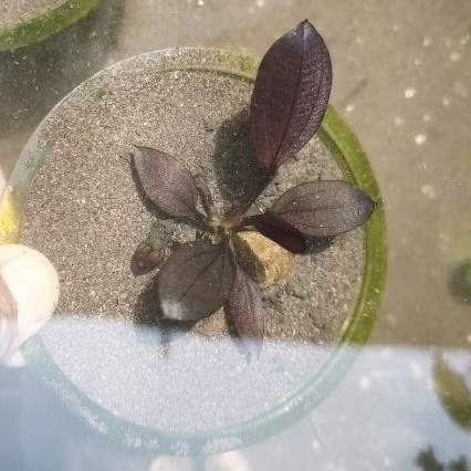 Echinodorus Aflame daun air