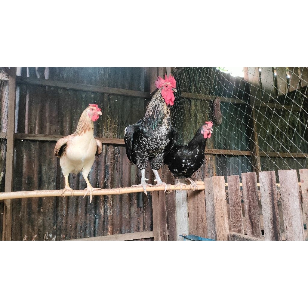 Isi 20 Butir Telur Fertil Ayam Black Permud 3 (BP3)