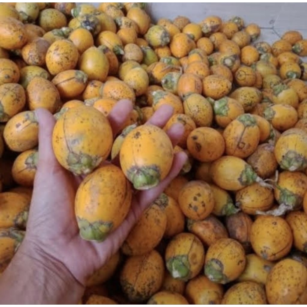 Buah pinang tua 1kg fresh berkualitas / pinang tua 1kg / buah pinang tua 1kg