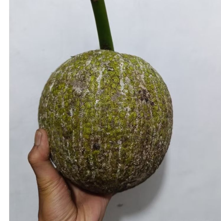 buah sukun mentega sukun mentah mentega super siap goreng