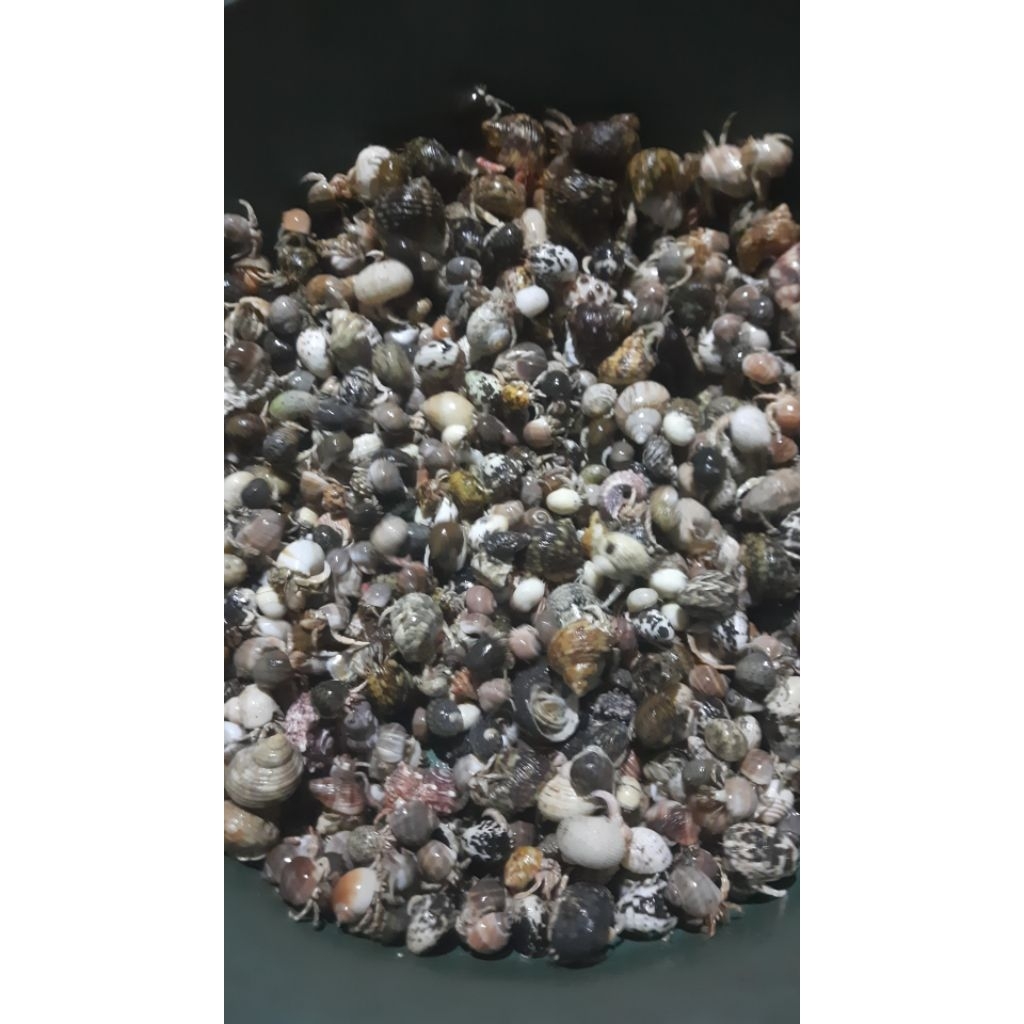 umang umang/kelomang darat 1kg