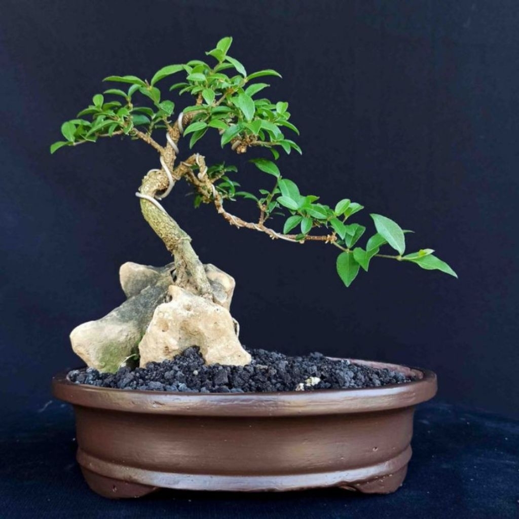 BONSAI SAKURA MINI OTR - Tanaman Bunga Pajangan Meja Kantor Bonsai Khas Jepang Sakura Mini On The Ro