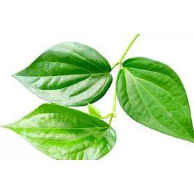 Daun Sirih | Daun Sirih Segar | Daun Sirih Hijau Segar | Daun Sirih Segar- Sirih Hijau Fresh