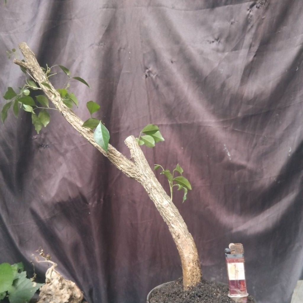 Bahan Bonsai Kemuning Dongkelan informal Medium Size The Maxx 30cm real pick