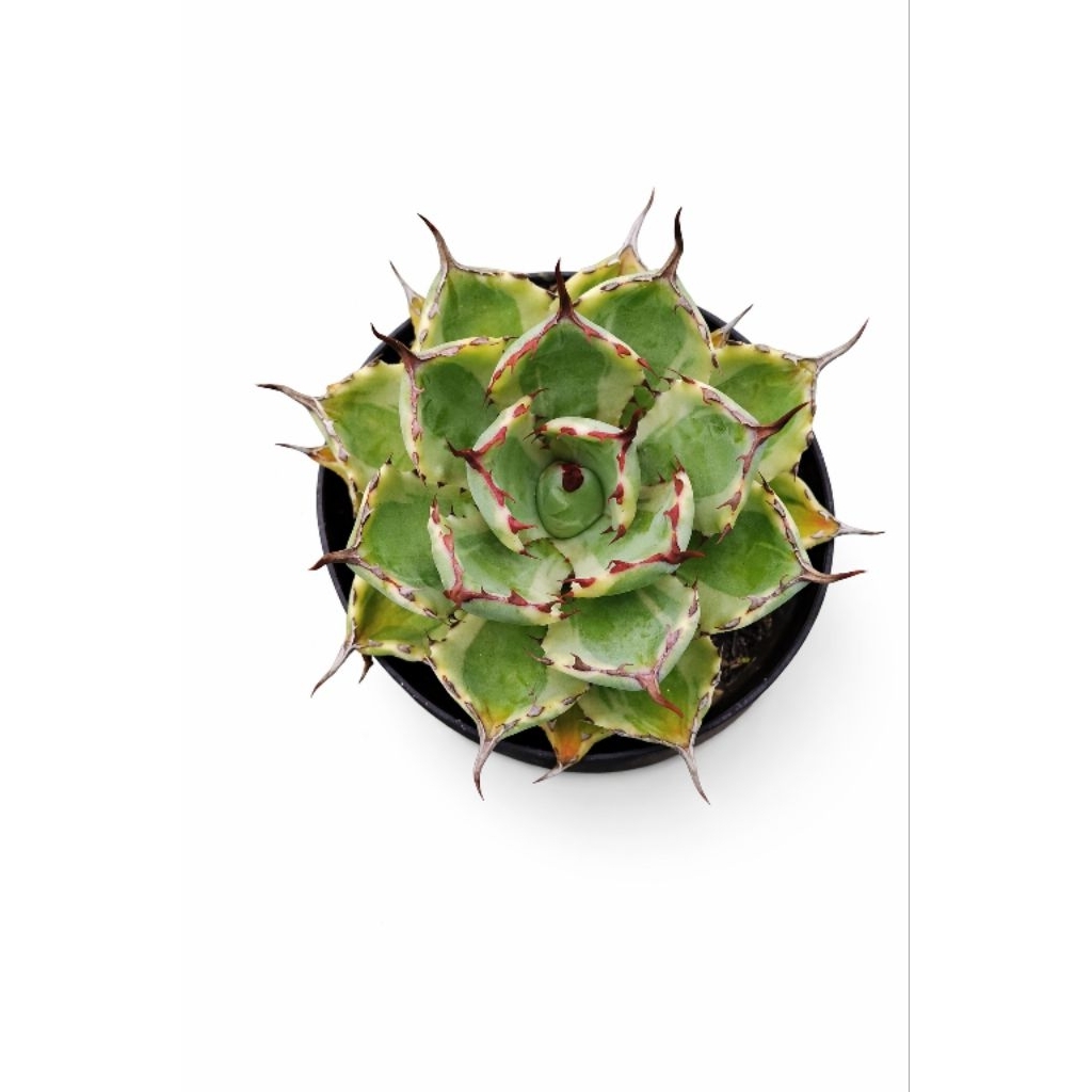 agave potatorum khisokan