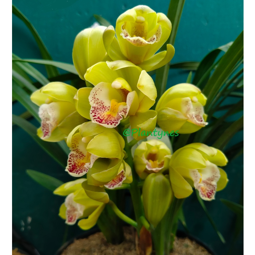 LINK CO READY Anggrek Tanah Cymbidium Green Apple [Knop]