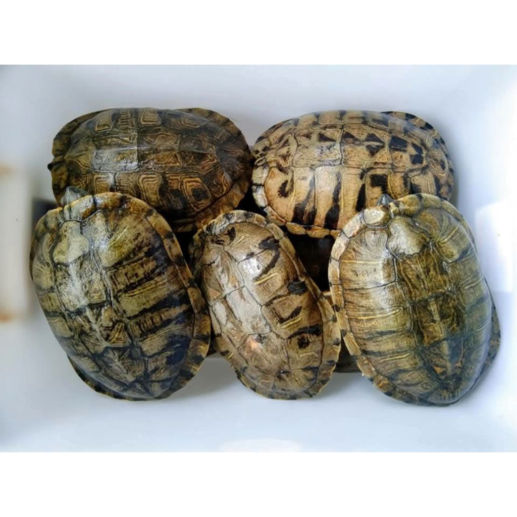 Makanan Pakan Pelet Ikan Kura Kura Brazil Dewasa Indukan Res Red Ear Slider Turtle Jumbo Ukuran 20cm