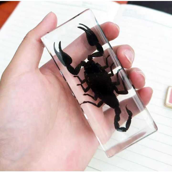 Spesimen Serangga Laba-laba Besar Dalam Resin Tarantula Epoksi Resin Serangga Kumbang Laba-laba Kala
