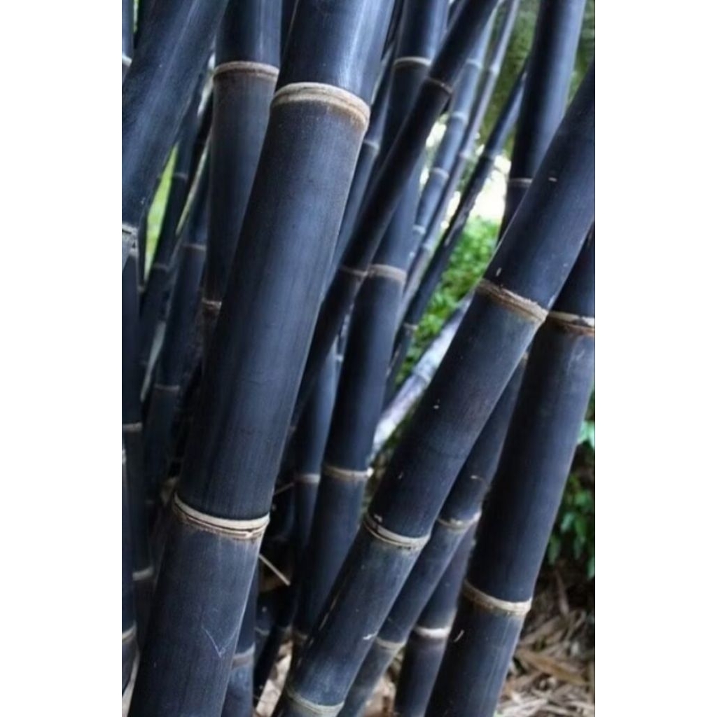 bambu hitam panjang 2 meter