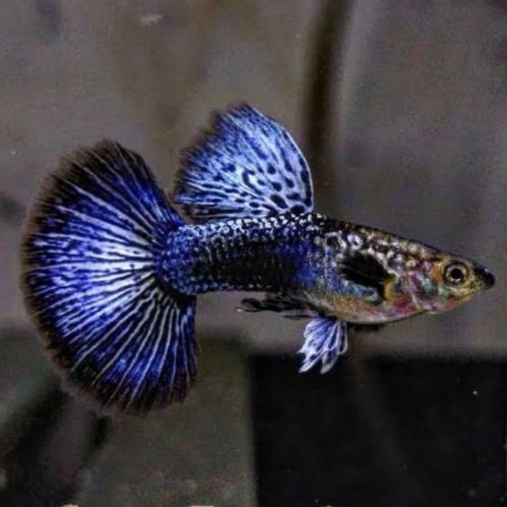 hiasan aquarium guppy purple dragon