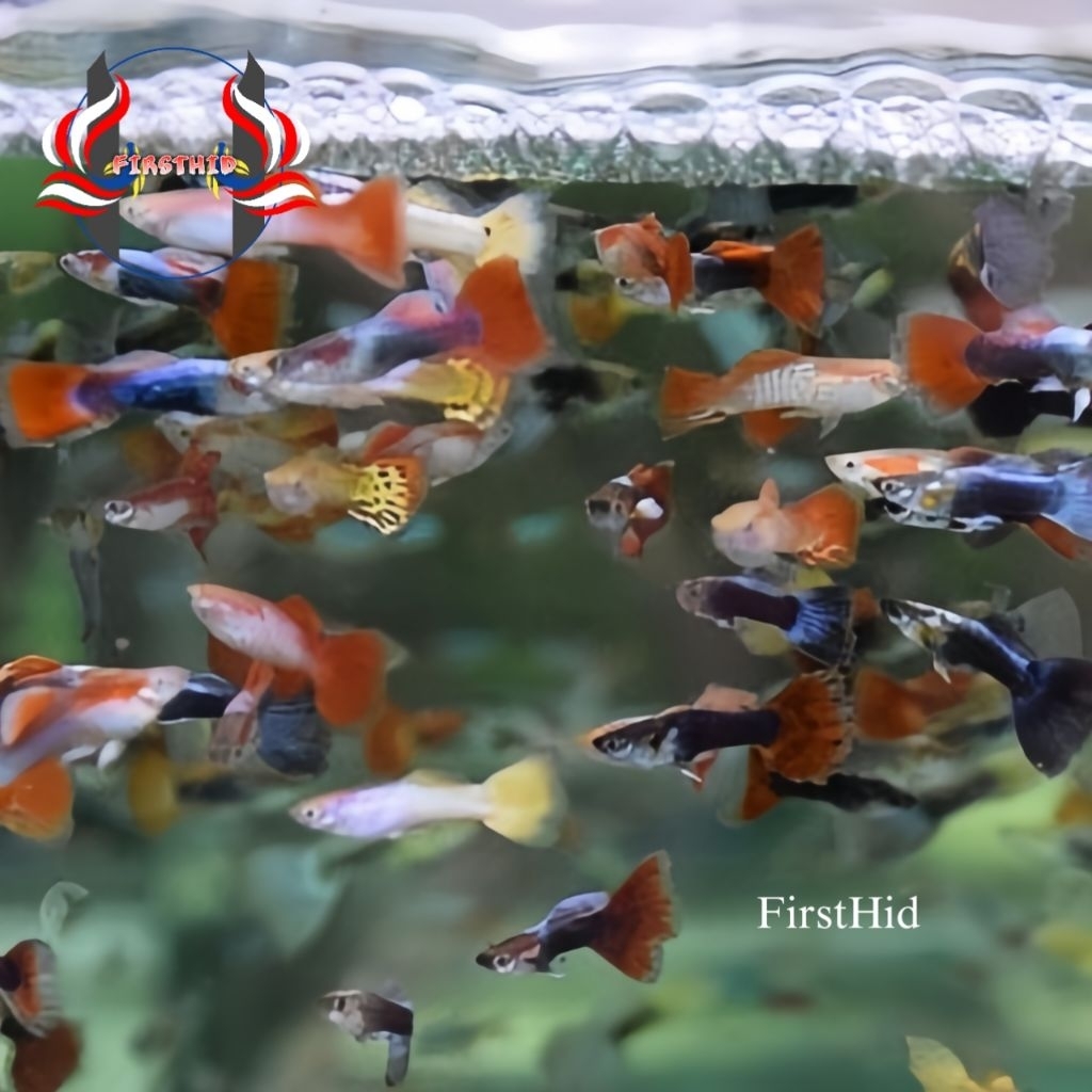 (TERLARIS) GUPPY Random Rijek Acak Cendolan Murah Aquascape Penghias Kolam Akuarium Aksesoris