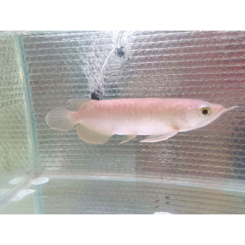 Bahanan Berkualitas Arwana Pino Size 10/11cm