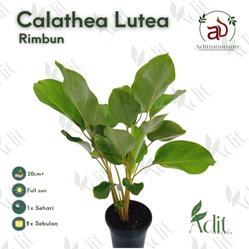 ( RIMBUN ) Tanaman hais indoor calathea lutea pisang lutea rimbun - tanaman calathea pisang calathra