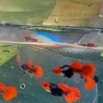 Obat ikan Guppy Tuxedo Koi