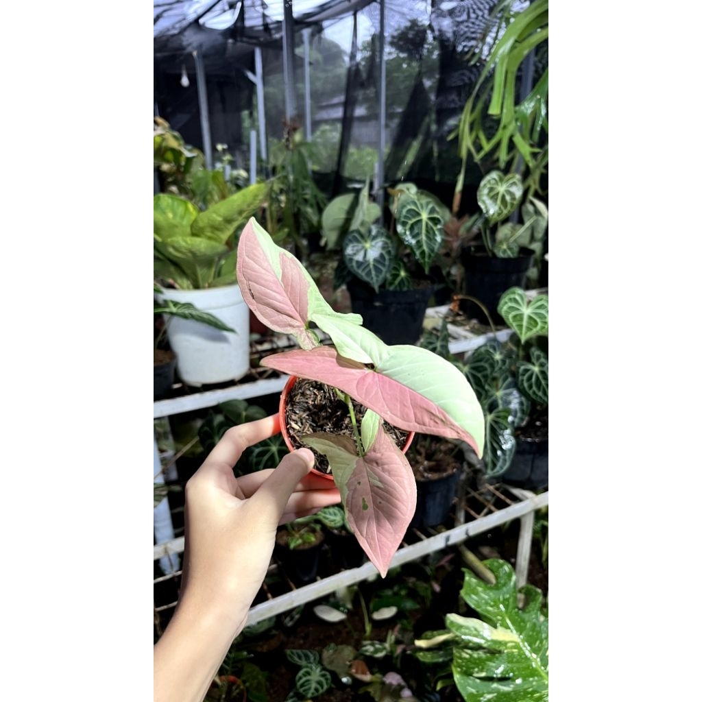 syngonium pink salmon