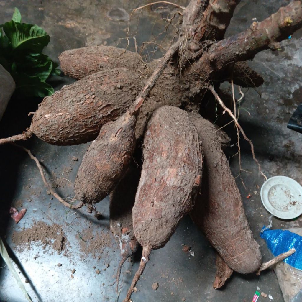 Benih bibit singkong ketan ketela pohon 500gr super meduk pulen ketela pohong empuk kuning nikmat