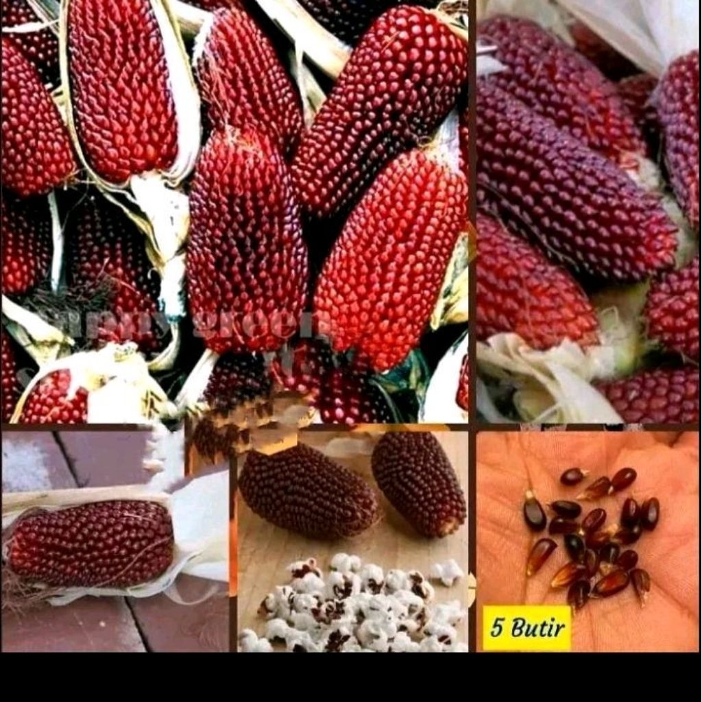 Biji benih jagung strawberry