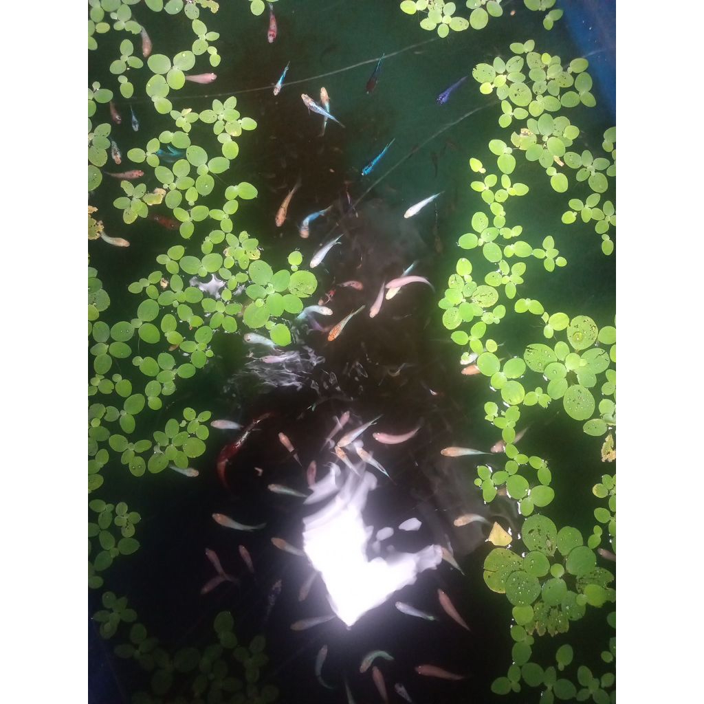 Plastik (Betina Cupang Siap Kawin)