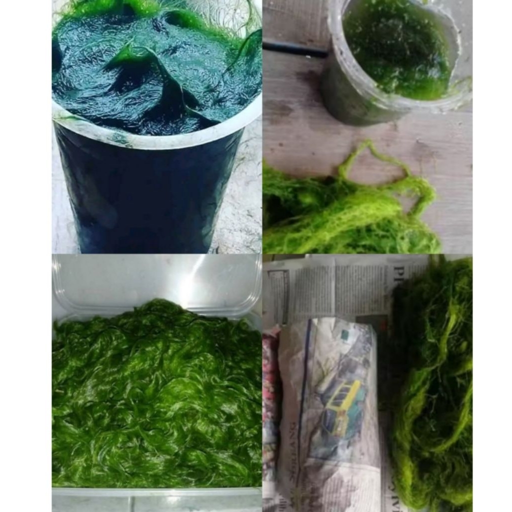 Lumut Halus dan Kasar  /Lumut Empang /Pakan Ikan  /Umpan Mancing Mujair /Nila