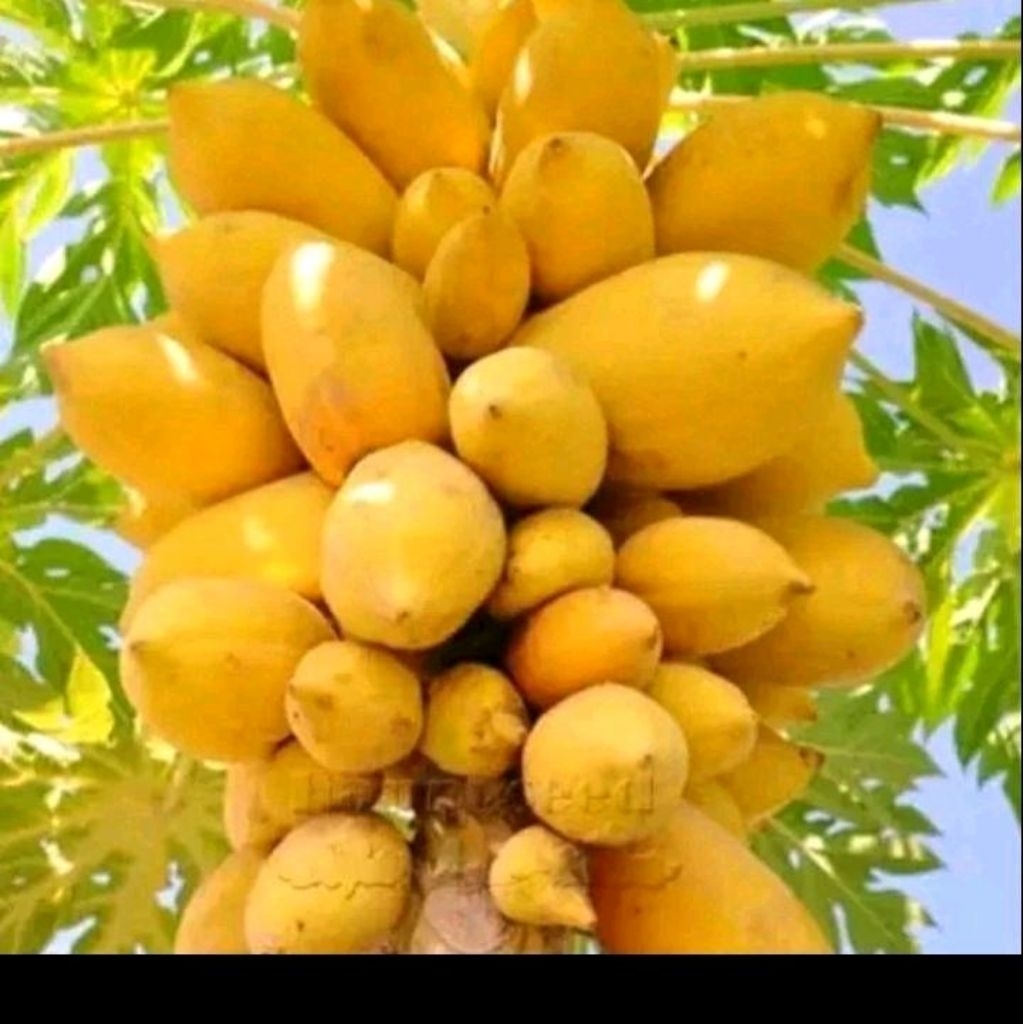 Biji benih pepaya golden/pepaya gading kuning