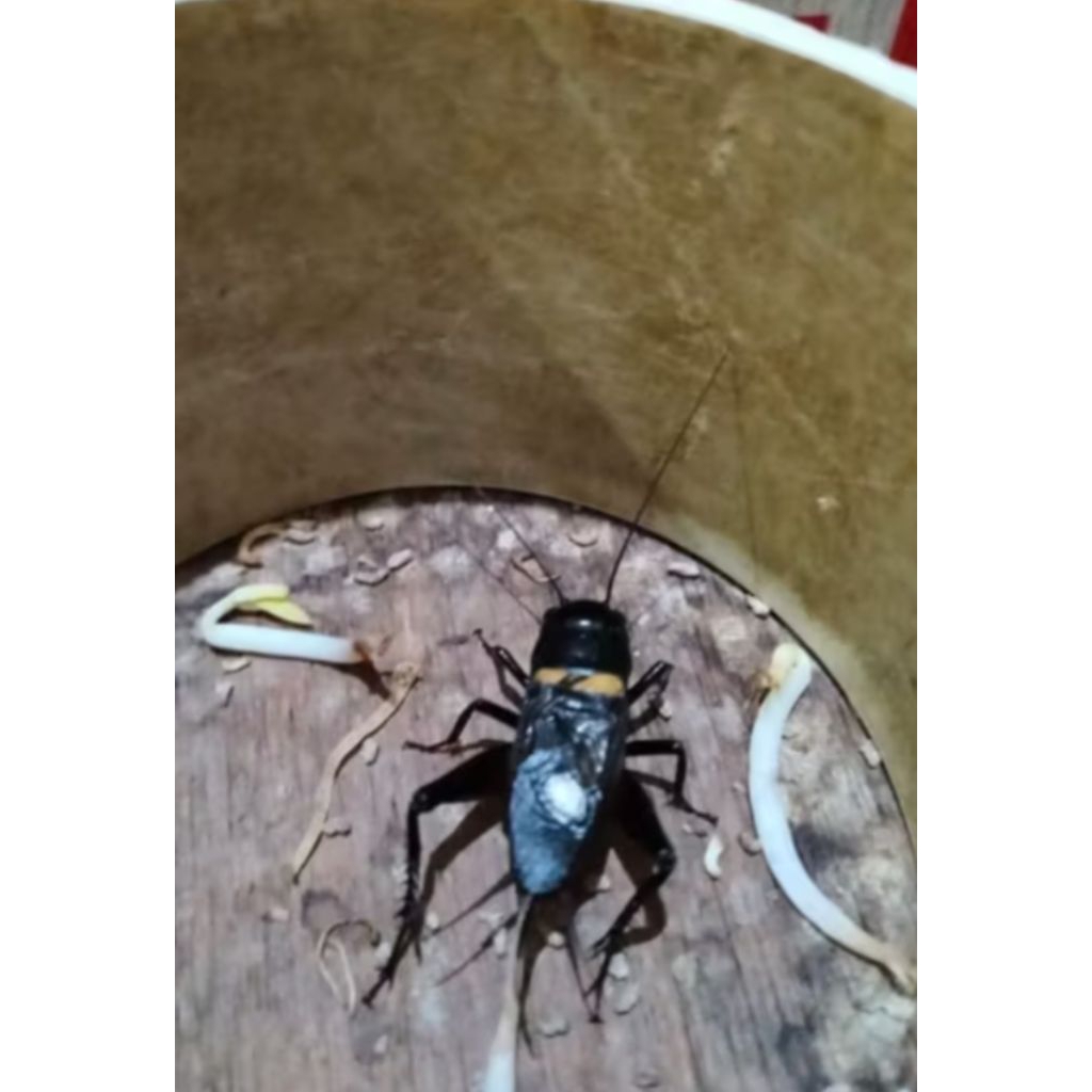 Jangkrik Aduan jangkrik kalung