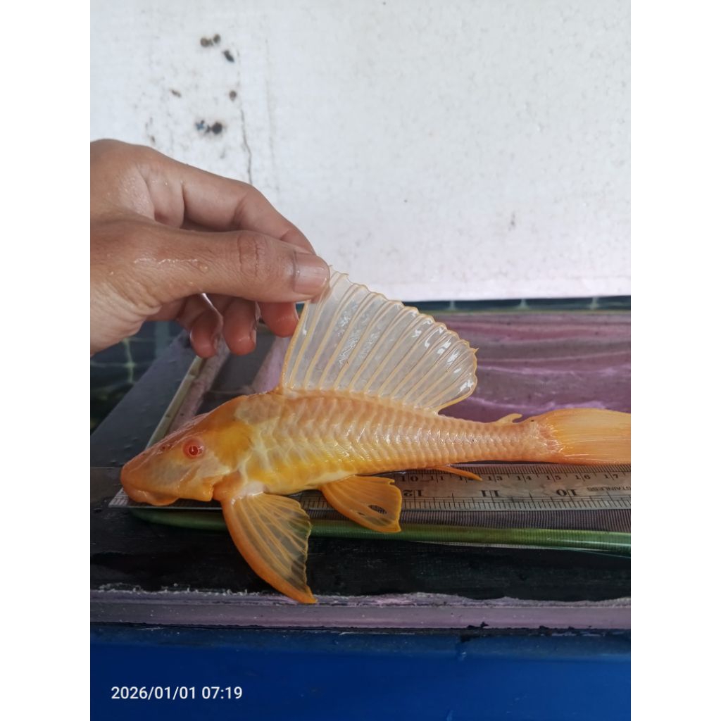 Pleco L083 Sapu Sapu gibicep 6cm