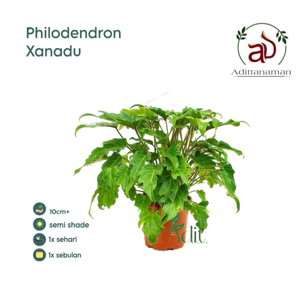( BISA COD ) Tanaman Hias Philodendron Xanadu Dewasa Bunga Hias Philodendroon Xanadu Tanaman Hidup P