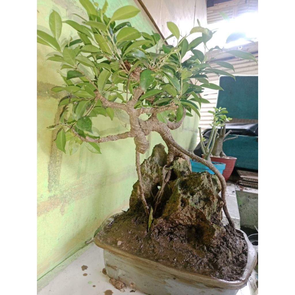 bonsai kimeng on the rock