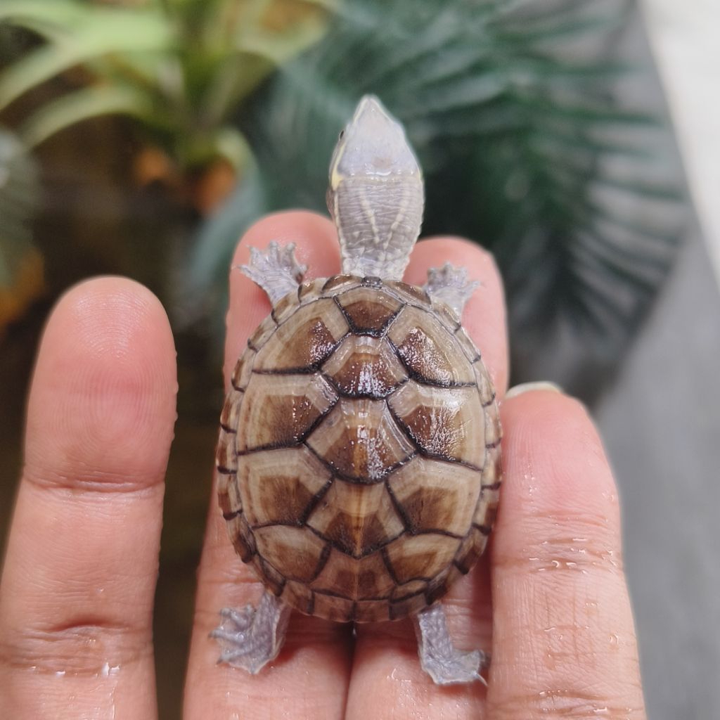 hiasan aquarium kura air stinkpot