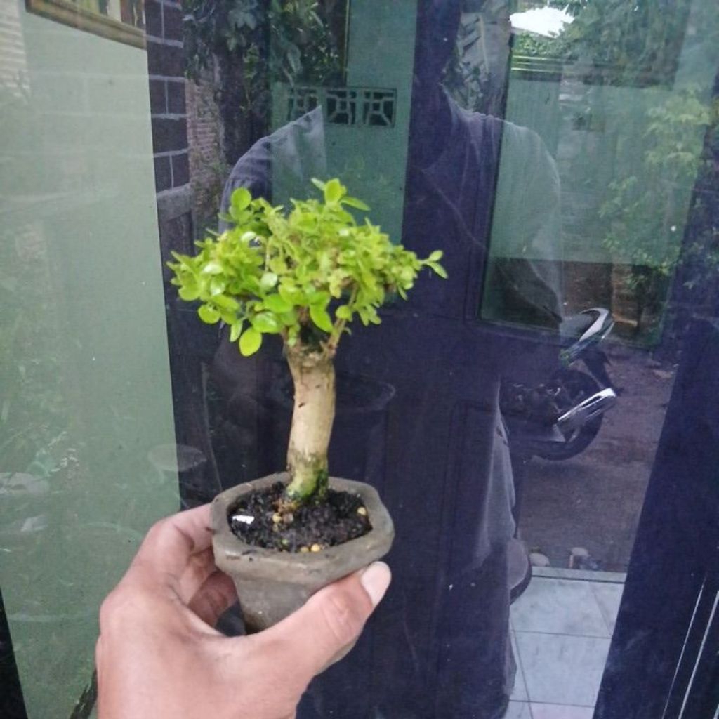 bonsai sancang golden
