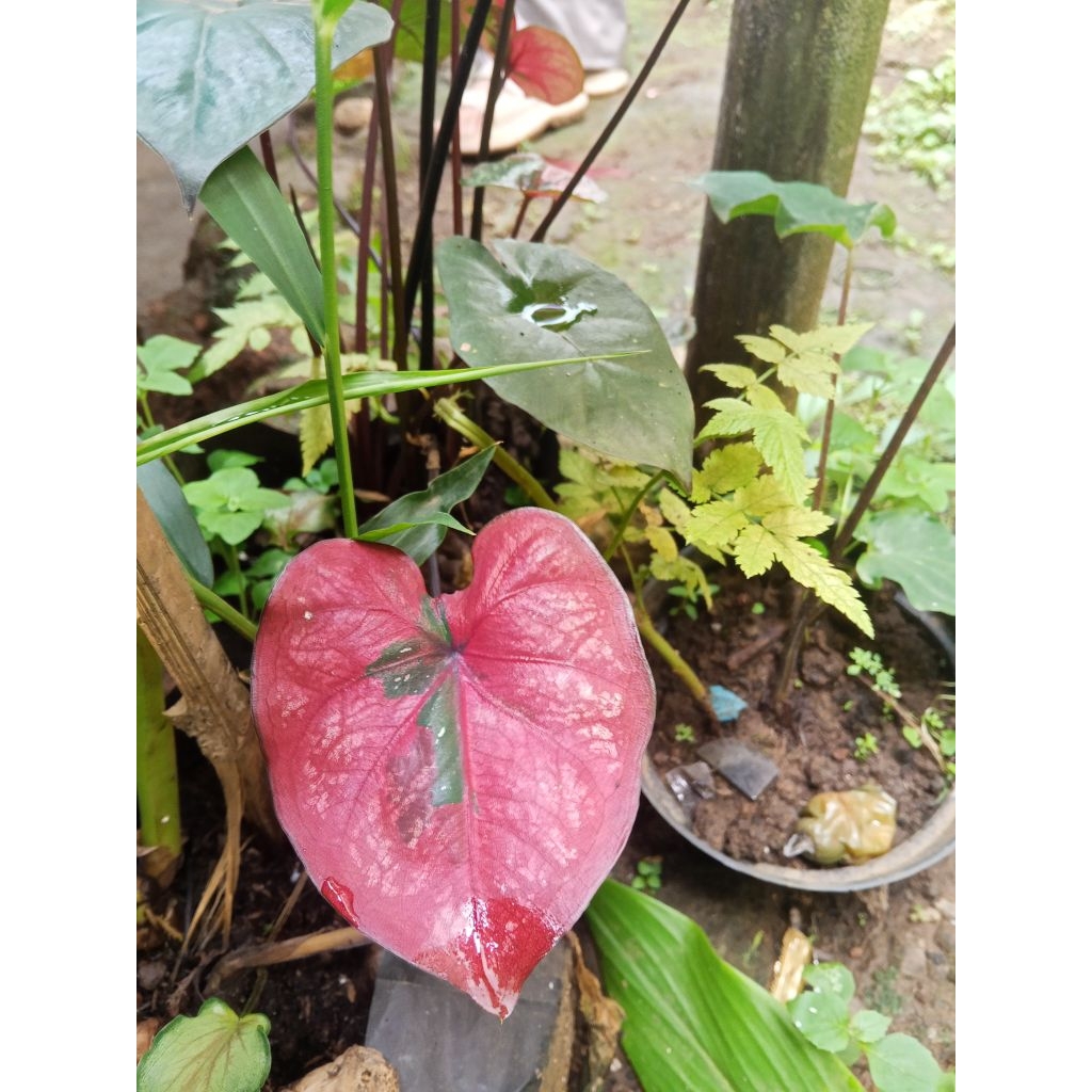 Tanaman langka Keladi merah Varigata